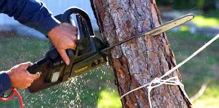 Best Leaf Removal  in Crockett, CA