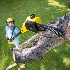 Best Tree and Shrub Care  in Crockett, CA