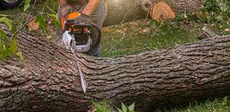 How Our Tree Care Process Works  in  Crockett, CA
