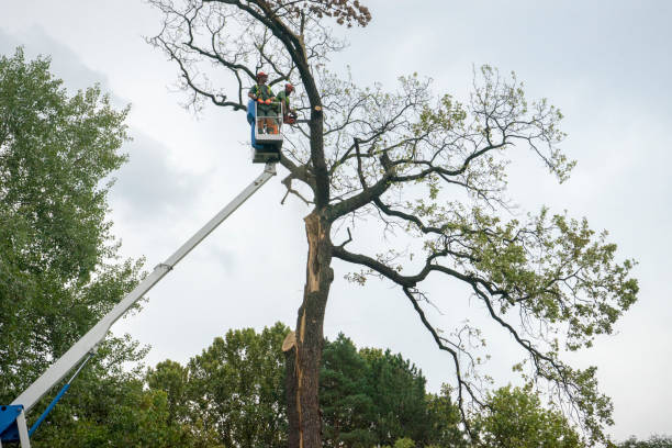 Professional Tree Care in Crockett, CA