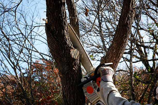 Best Firewood Processing and Delivery  in Crockett, CA