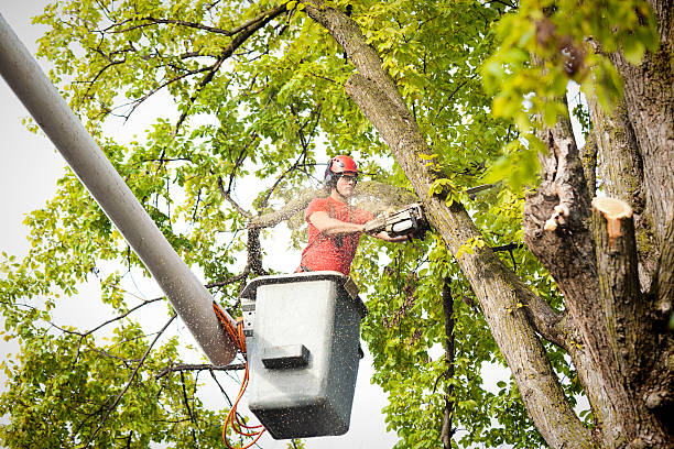 Mulching Services in Crockett, CA