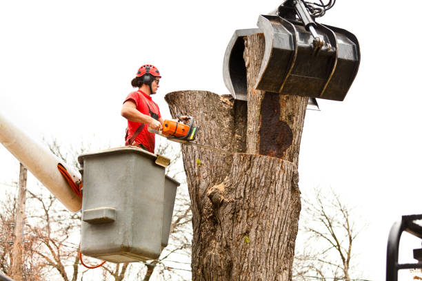 Best Tree Cabling and Bracing  in Crockett, CA