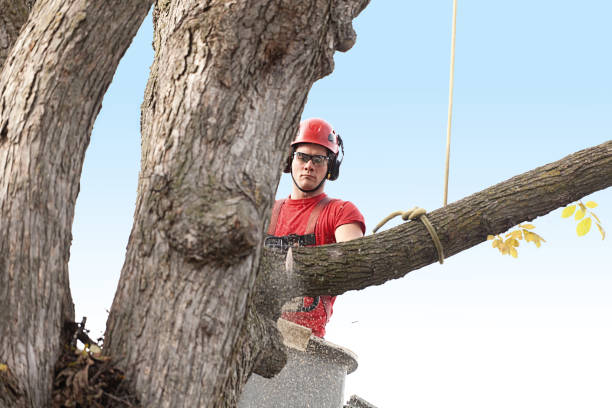 Best Tree Trimming and Pruning  in Crockett, CA